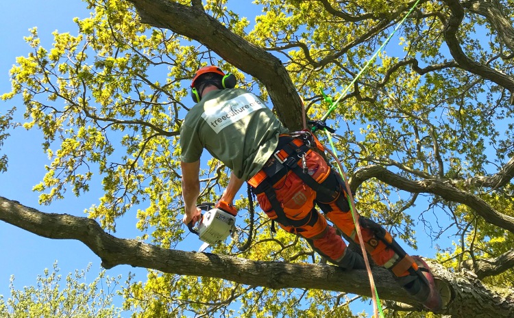 Tree surgeon working with a chainsaw, suspended from a harness within the tree canopy, wearing a Treeculture Arb T shirt
