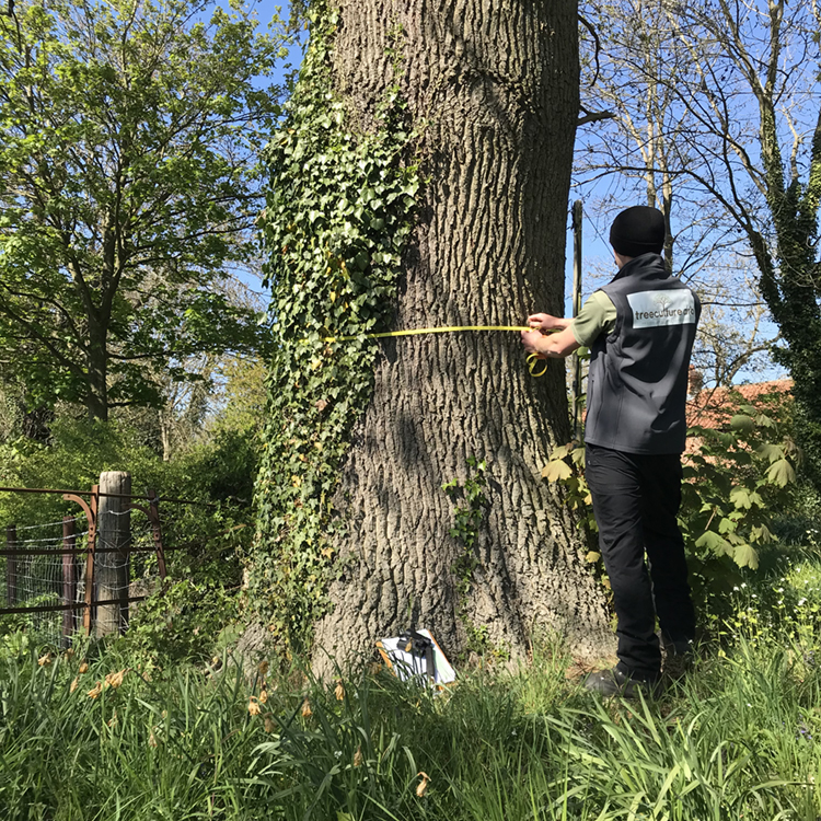 Arborist measuring tree trunk, wearing a Treeculture Arb jacket