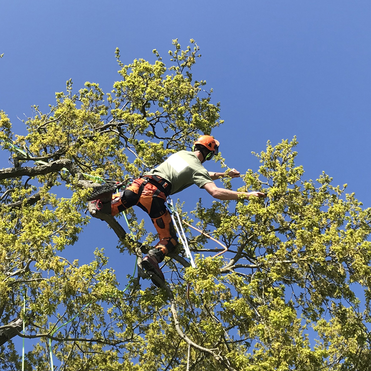 Tree Surgeon in harness working in the tree canopy, wearing a Treeculture Arb T shirt